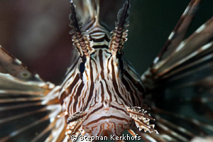 Close-up of a posing Lionfish taken with 180mm. by Stephan Kerkhofs 